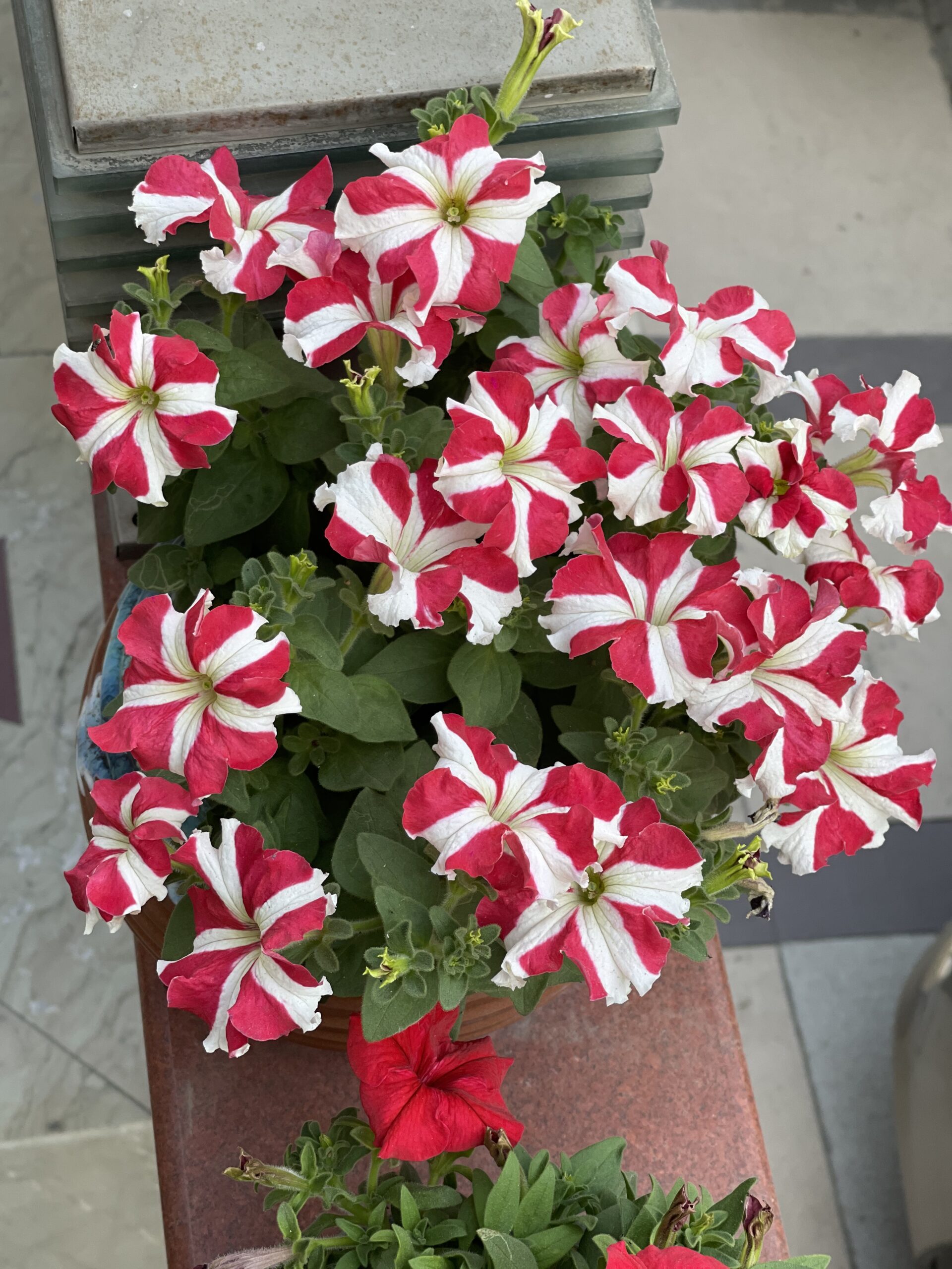 BEAUTY OF PETUNIAS